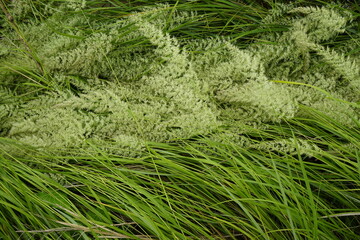 A landscape with green leaves and fruits.