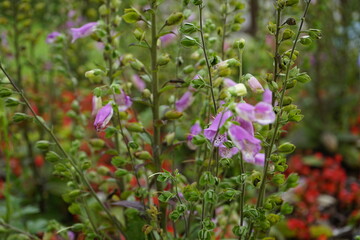 The flowers in the park are beautiful.