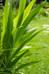 Fototapeta premium A landscape with green leaves and fruits.