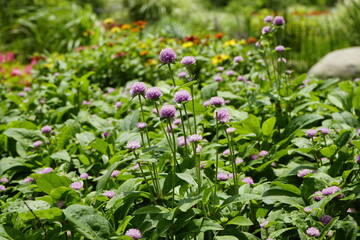 The flowers in the park are beautiful.