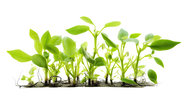 Photograph of a genetically modified plant, with enhanced resistance to pests and diseases, highlighting the potential of biotechnology to improve crop yields and sustainability.