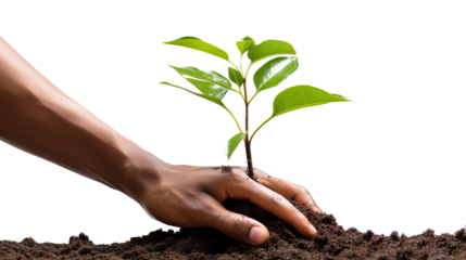 Photograph of a hand gently watering a young tree, its roots firmly anchored in healthy soil, symbolizing the human-nature connection in nurturing sustainable agriculture, 