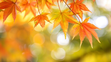 maple leaves with soft focus light and bokeh background