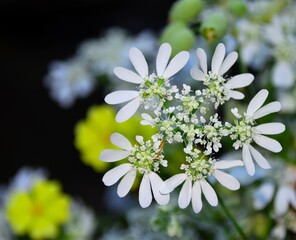 forget me not