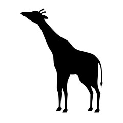 Giraffe silhouette icon for wildlife, savanna or safari