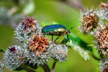 Green rose chafer ( latin Cetonia aurata ) on prickly heads of burdock flowers. Cetonia aurata, beetle that has metallic structurally coloured green scutellum