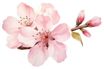 PNG Blossom flower petal plant.