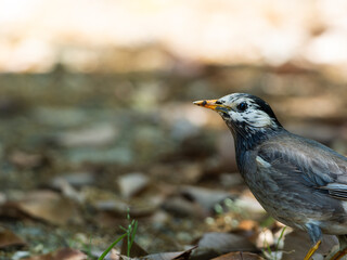 地面を歩くムクドリ