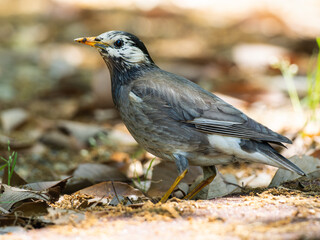 地面を歩くムクドリ