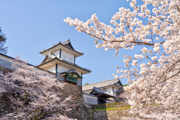 金沢市の兼六園から望む金沢城の春の風景。ソメイヨシノが満開で春のお花見時期には人気の桜の名勝