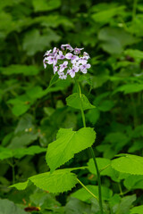 Lunaria rediviva, known as perennial honesty. Beautiful light purple flowers in bloom