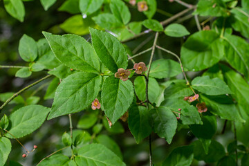 Little flowers of Euonymus verrucosus or spindle tree