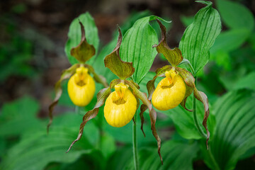 Yellow Lady Slipper Orchids growing wild in northern Minnesota at Itasca State Park near Bemidji