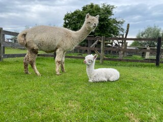 mama and one day old baby alpaca, cria, outside on the grass by a barn