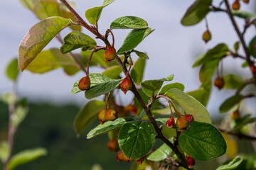 Cotoneaster procumbens. Cotoneaster bush plant with ripe red berries