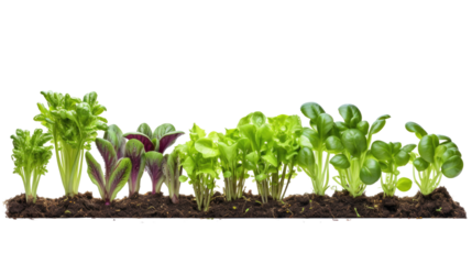 Photograph of a miniature vegetable garden, its rows of seedlings bursting with life, showcasing the transformative power of water in nourishing new growth