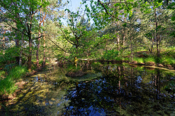 Temporary pond in Trois Pignons forest. Fontainebleau massif
