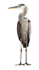 Fototapeta premium PNG A heron bird animal stork.