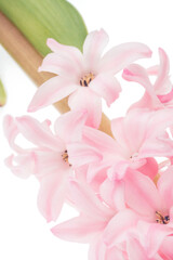 Fototapeta premium Pink hyacinth flowers on a white background close up