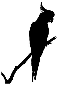 recommend clip art: Silhouette of a Cockatoo parrot on a branch, isolated 