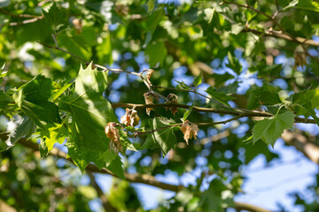 Close-Up of Green Tree Leaves in Sunlight with Dried Seed Pods on a Bright Summer Day, Nature Concept