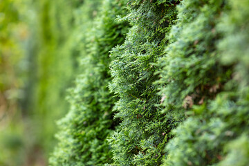 Close-up of Green Evergreen Hedge Plants in a Garden, Focus on Texture and Details in Natural Outdoor Setting, Perfect for Landscaping and Nature Concepts