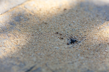 Close-up of Small Hole in Sandy Ground with Soft Shadows and Sunlight, Detail Texture of Soil Surface, Outdoors Nature Background
