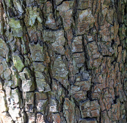 Close-up of Rough Tree Bark Texture in Natural Sunlight, Detailed Nature Background of Tree Trunk with Cracked Surface, Ideal for Environmental Conservation Themes and Botanical Studies