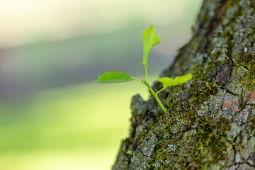 New Leaf Growth Emerging on Tree Trunk in Spring Forest Under Soft Sunlight, Symbolizing Nature Renewal and Fresh Beginnings, Close-up of Young Green Leaves on Mossy Bark, Tranquil Woodland Scene