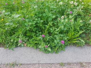 Image of a clover colony along the Daecheongcheon Trail
