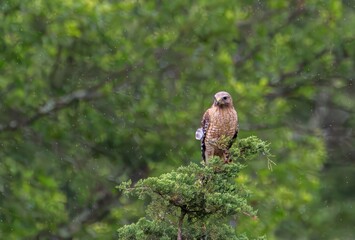 Hawk Perched
