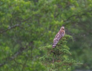 Hawk Perched