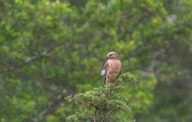 Hawk Perched