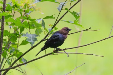 Cowbird