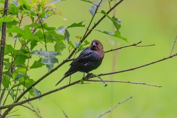 Cowbird