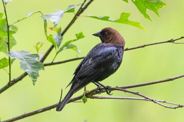 Obraz premium Cowbird