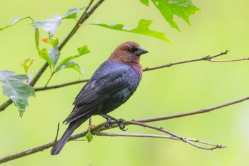 Cowbird