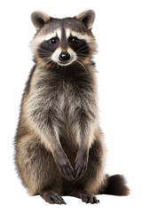 Obraz premium PNG Raccoon animal mammal white background.