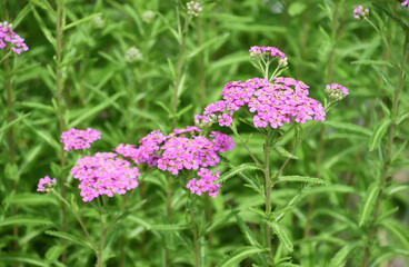 セイヨウノコギリソウ