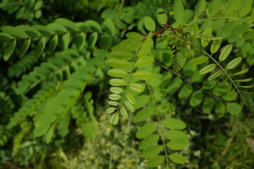 fern leaves in the forest