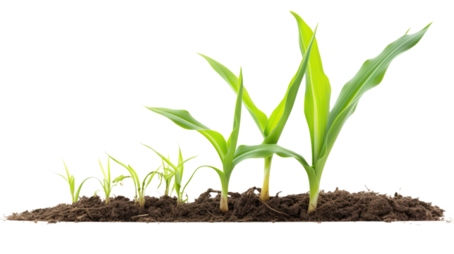 Photograph of a single corn sprout, its sturdy stalk rising from a bed of fertile soil, its leaves unfurling towards the sunlight, illustrating the sustainable growth cycle