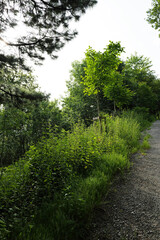 path in the forest