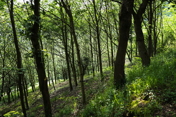 Morning in the forest