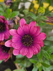 Obraz premium A beautiful close up variety of colorful flower blossoms, beautiful flowers in the garden. violet flowers in the garden