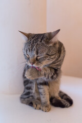 毛づくろいをする猫（アメリカンショートヘア）