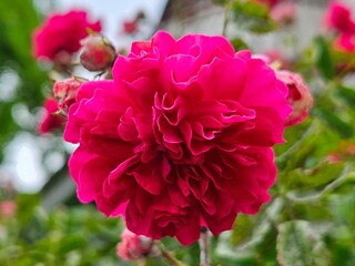 The roses growing in the garden are very beautiful