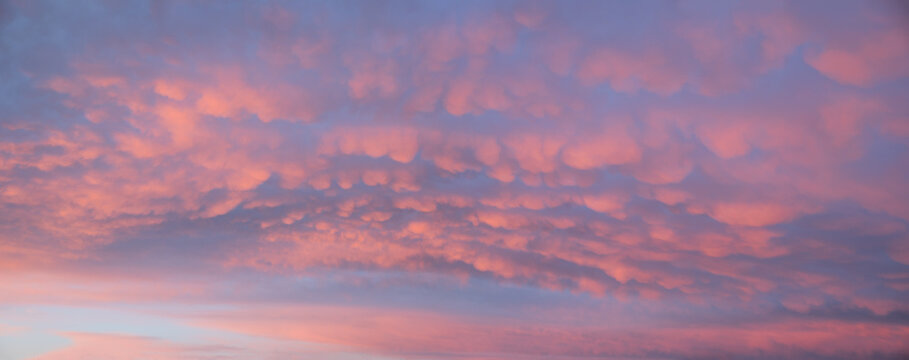 sunset sky background with mammatus clouds pink and purple