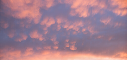 sunset sky background with soft mammatus clouds pink and purple