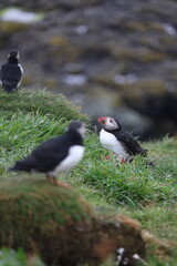 atlantic puffin or common puffin