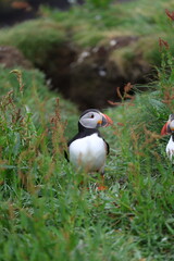 atlantic puffin or common puffin